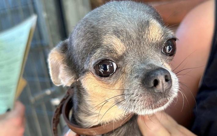 Polizei beschlagnahmt Chihuahua