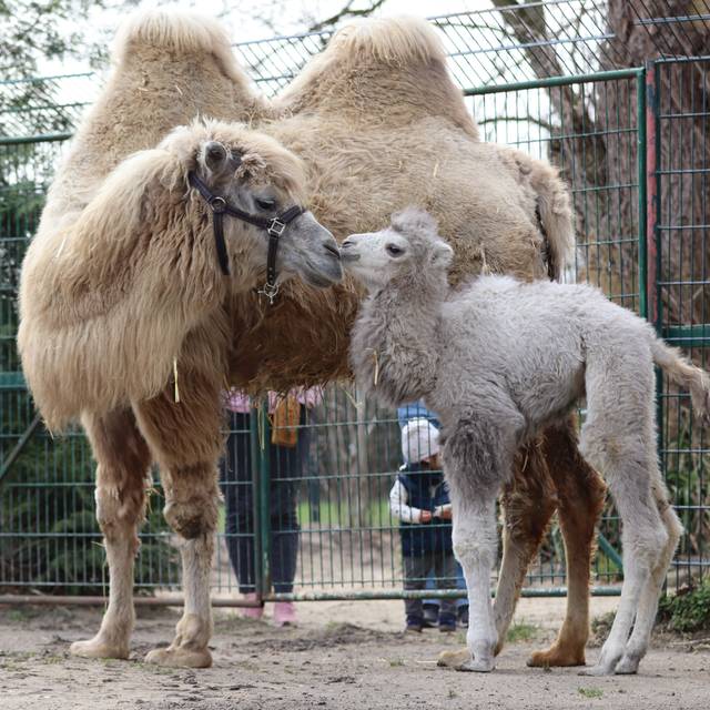Trampeltier Nachwuchs Elvis kuschelt im Tierpark Hamm mit Mama Shakira.