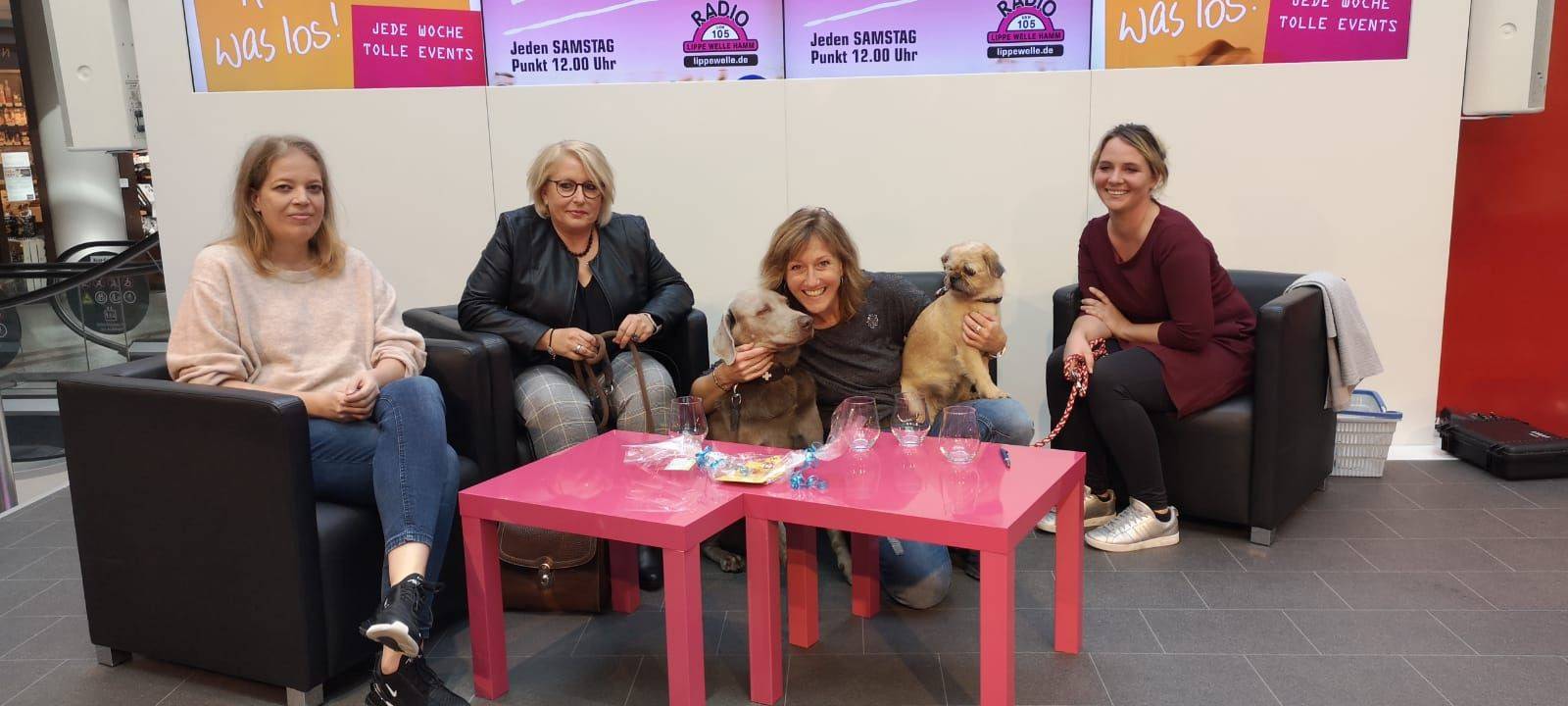 Top 3: Das Hammer Haustier Bettel Battle