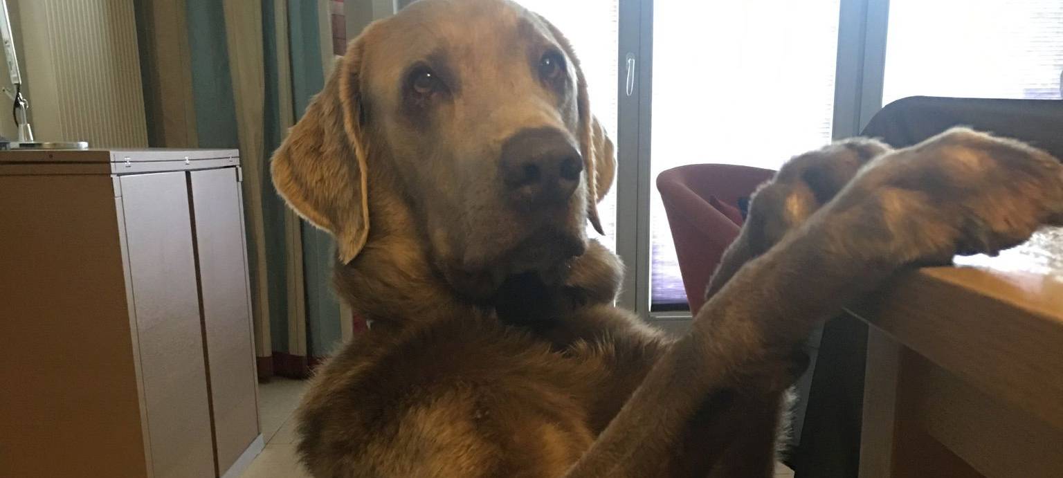 Top 3: Das Hammer Haustier Bettel Battle