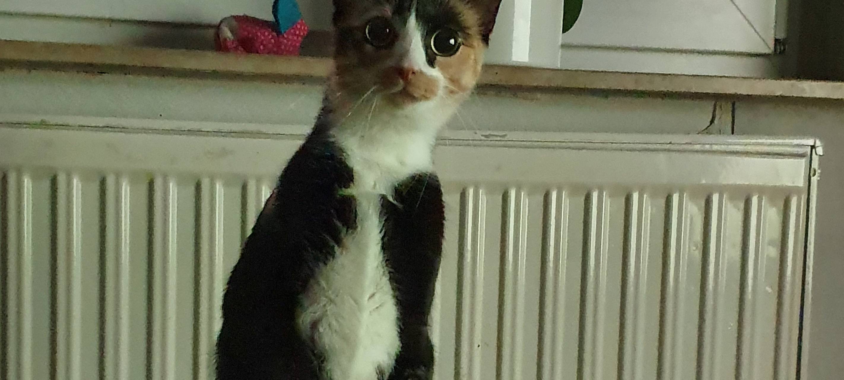 Top 3: Das Hammer Haustier Bettel Battle