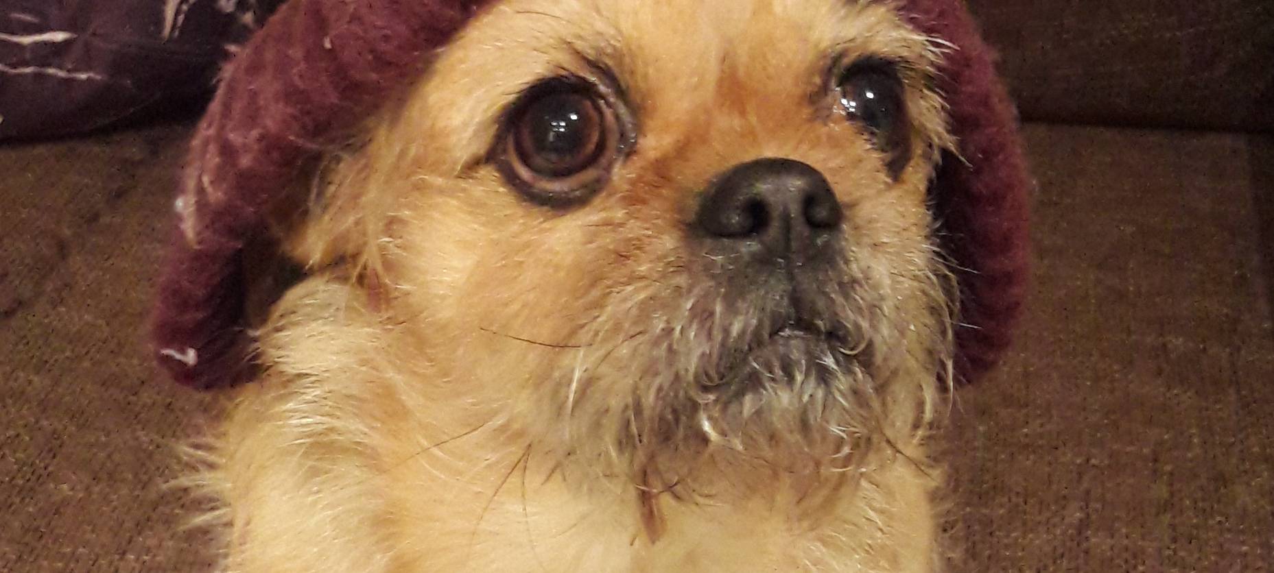 Top 3: Das Hammer Haustier Bettel Battle