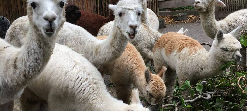 Keine Langeweile an den Feiertagen