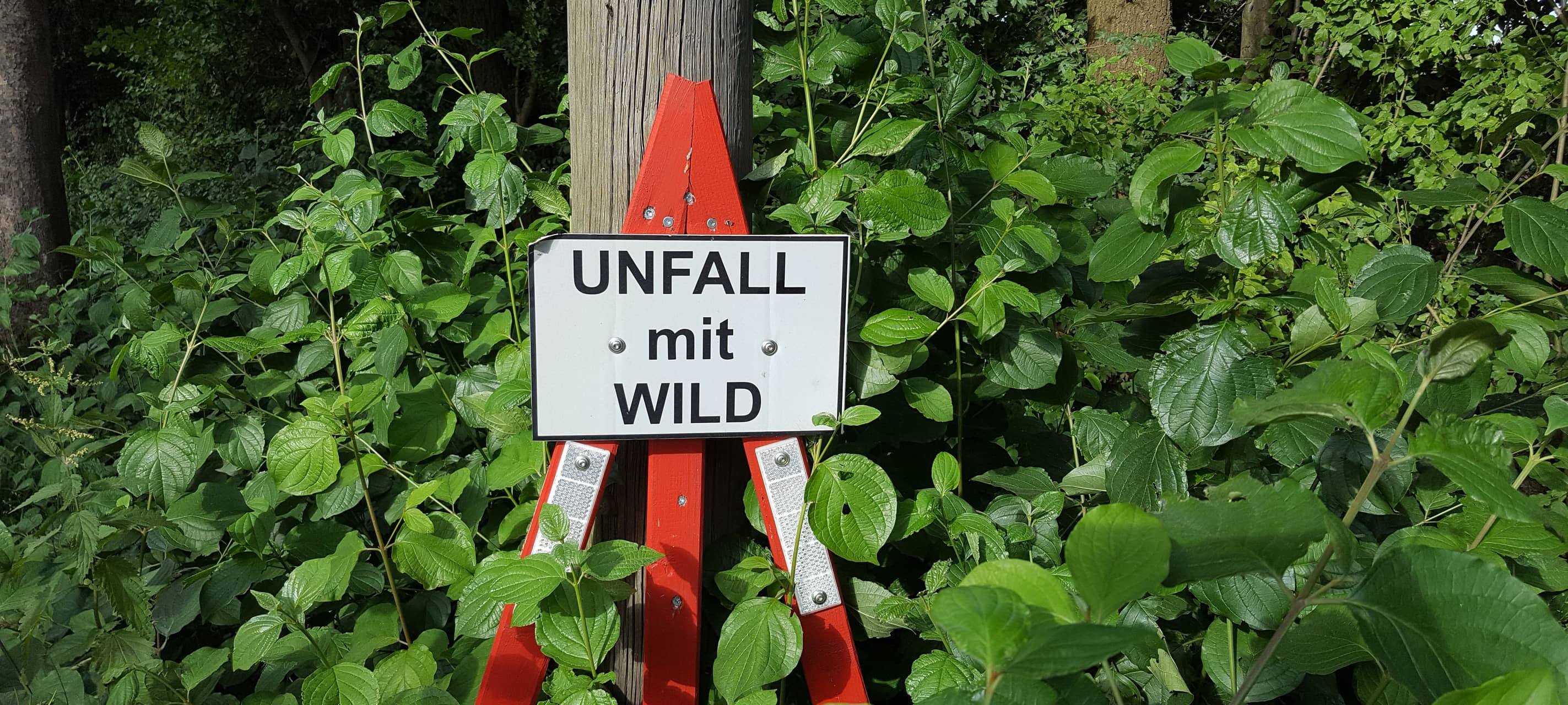 Wildunfälle in Hamm: Hohes Risiko nach Zeitumstellung