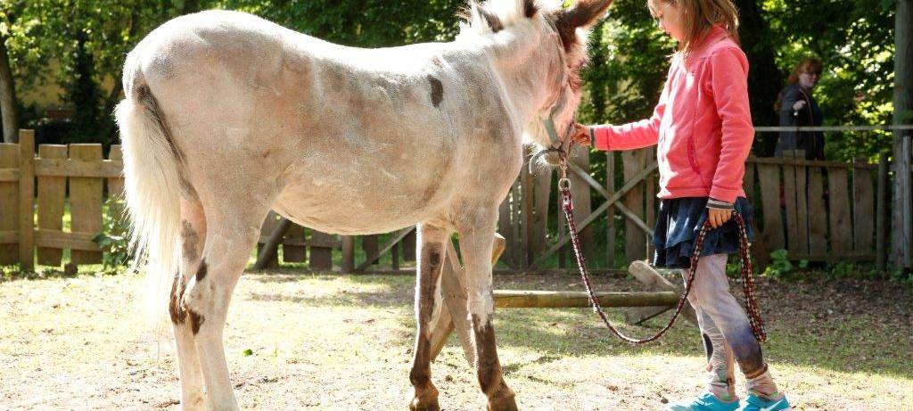 Lichtblickesterne auf dem Weihnachtsmarkt - senationelles Ergebnis!