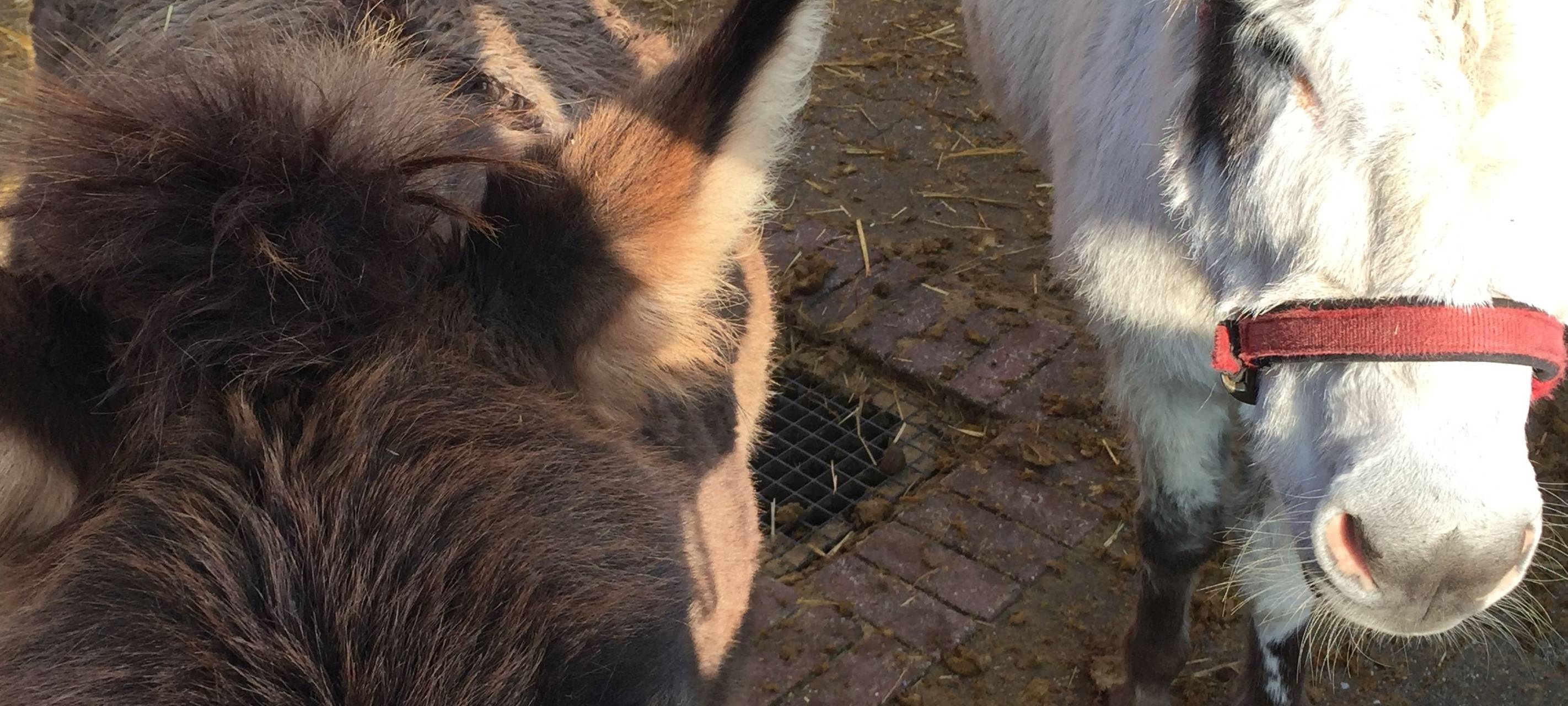 Lichtblickesterne auf dem Weihnachtsmarkt - senationelles Ergebnis!