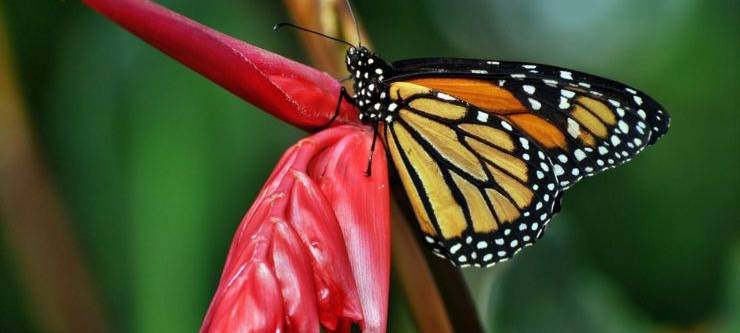 Schmetterlinge wieder hautnah erleben