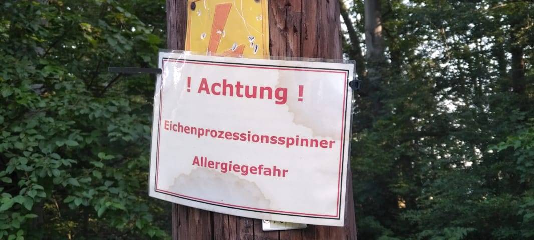 Auch in Hamm geht Kampf gegen Eichenprozessionsspinner los