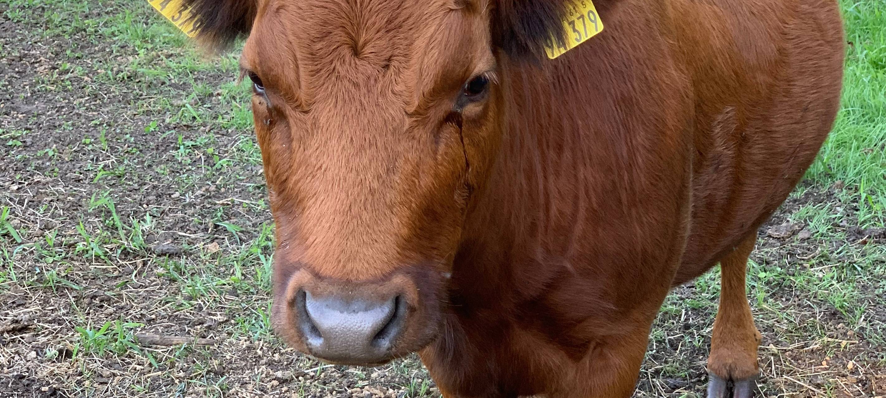 Übernachtung mit Eseln: Sleeperoo im Test