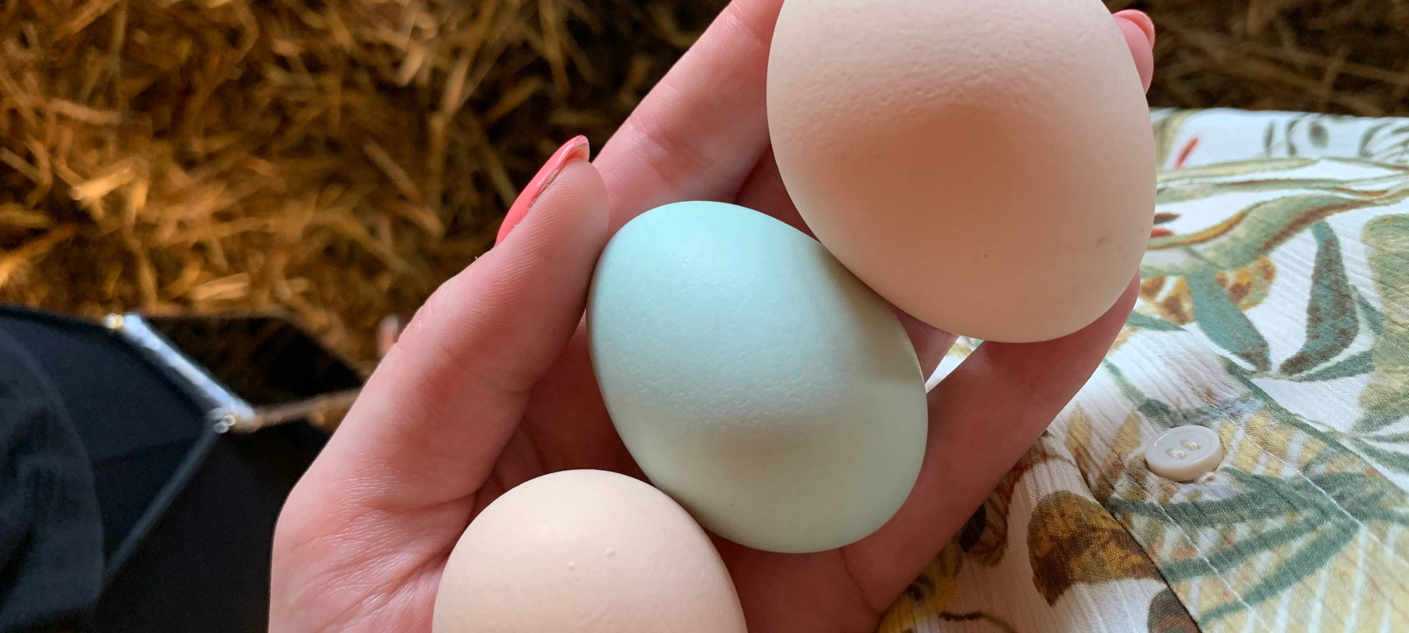 Übernachtung mit Eseln: Sleeperoo im Test