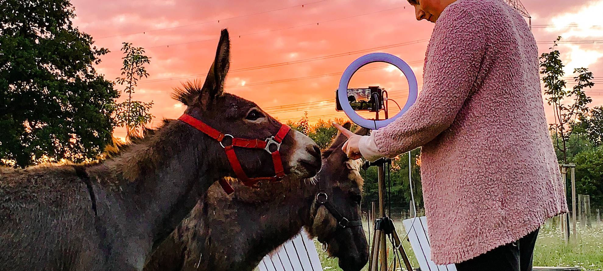 Übernachtung mit Eseln: Sleeperoo im Test