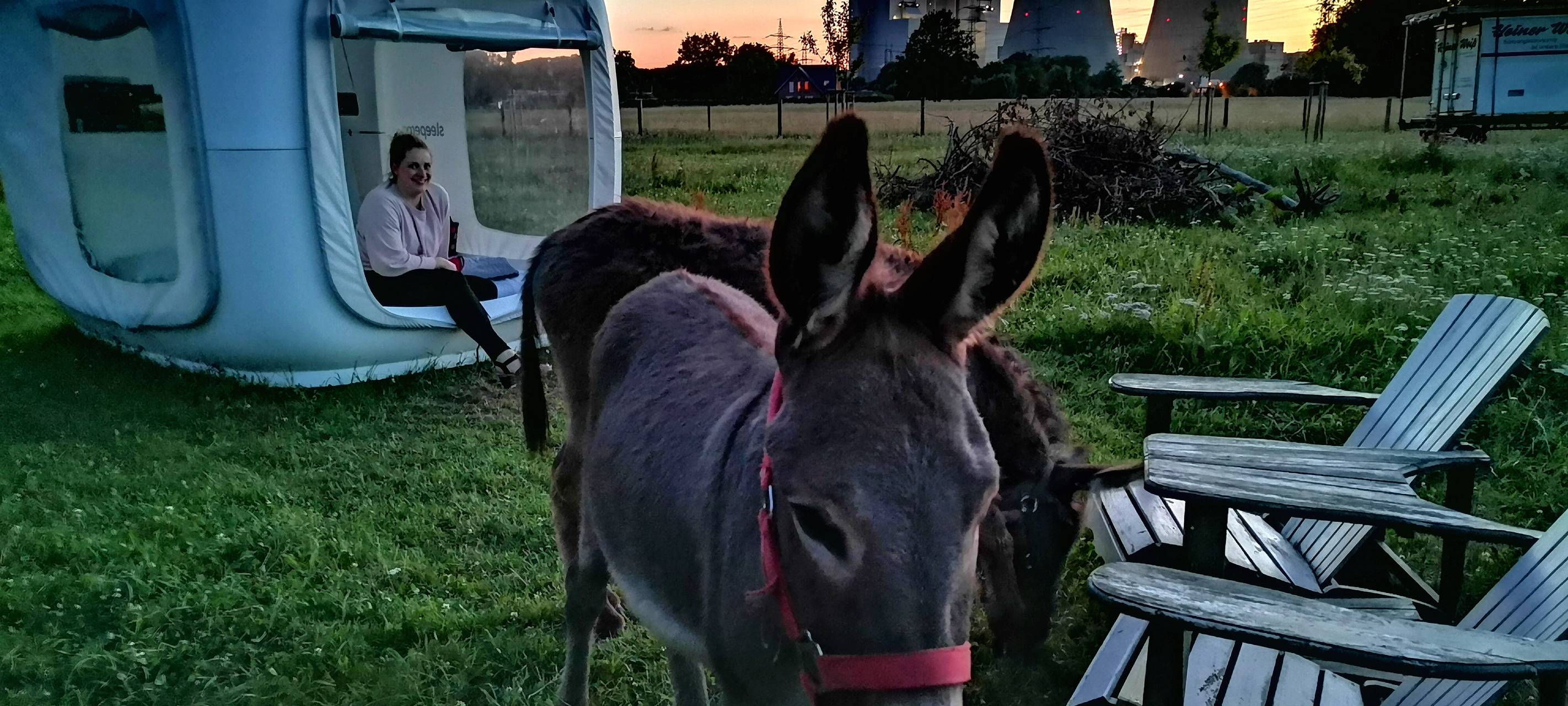 Übernachtung mit Eseln: Sleeperoo im Test