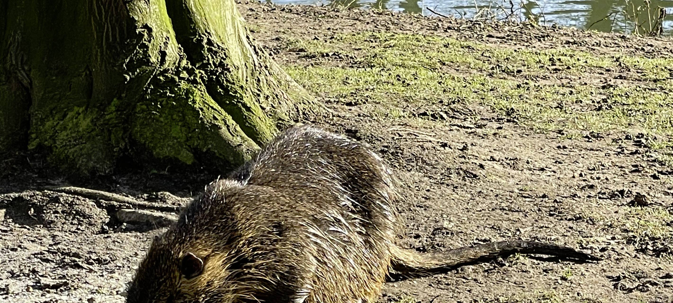 Nach Vorfall in Lippstadt: Sind Nutrias gefährlich?