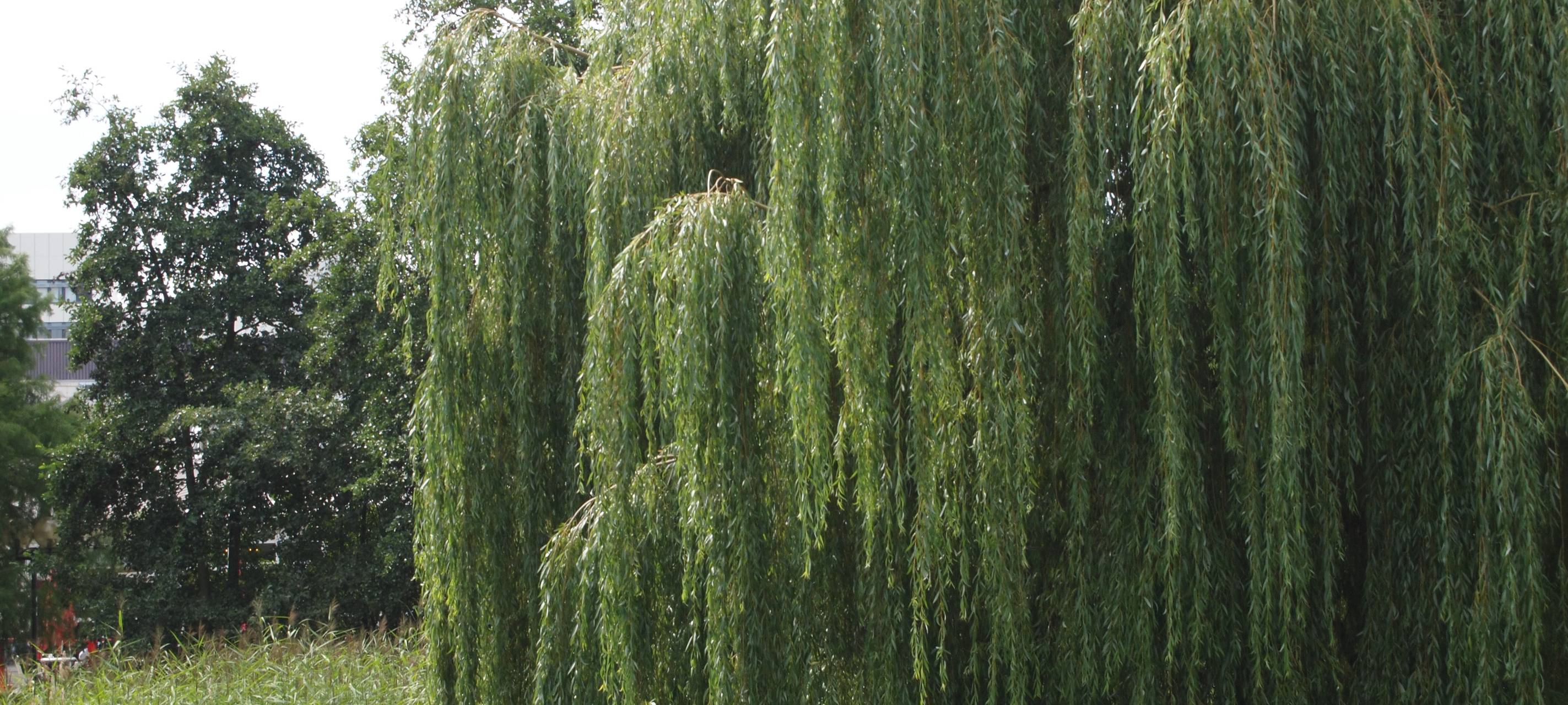 Birke, Hasel, Gräser & Co.: Alles zur Pollenflugsaison 2023