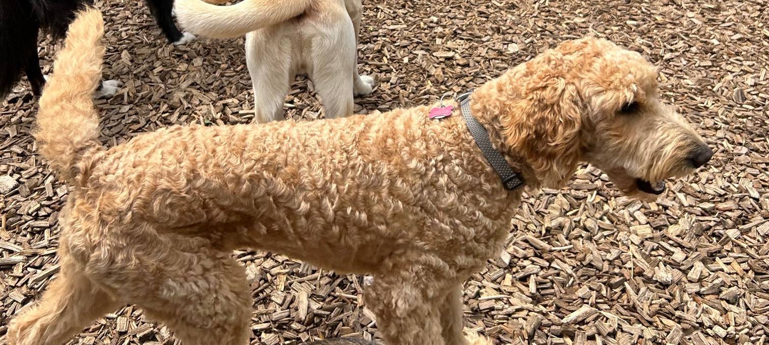 Tierärztlicher Notdienst in Hamm startet am 1. Januar