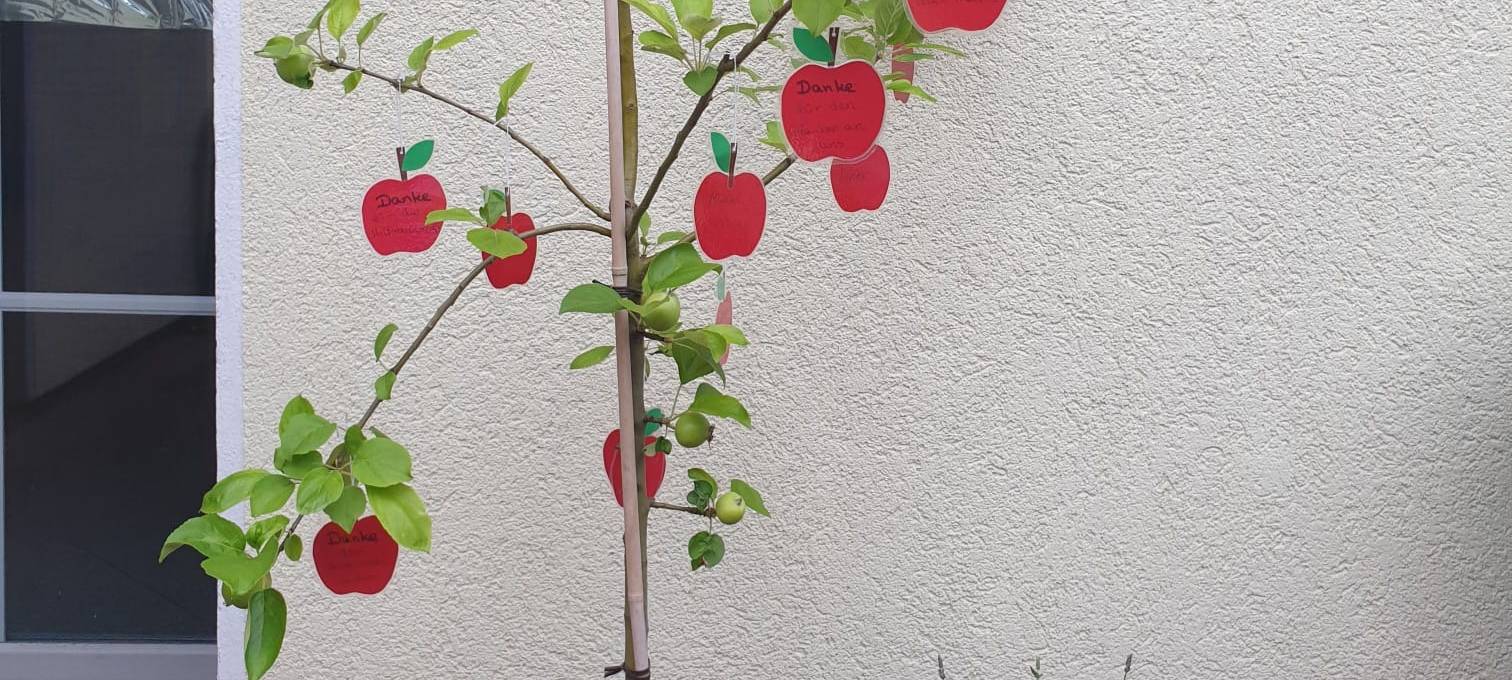 Grundschule in Hamm vermisst ihren Apfelbaum