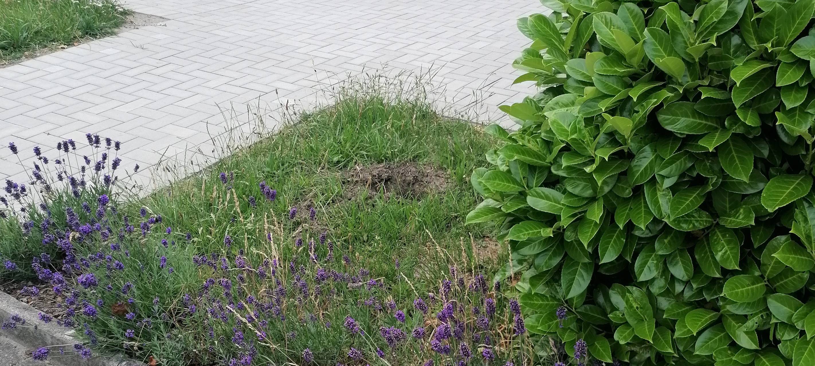 Grundschule in Hamm vermisst ihren Apfelbaum