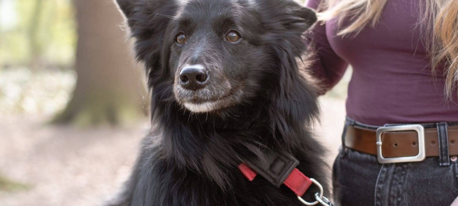 Neue Tierklinik in der Nähe von Hamm geplant