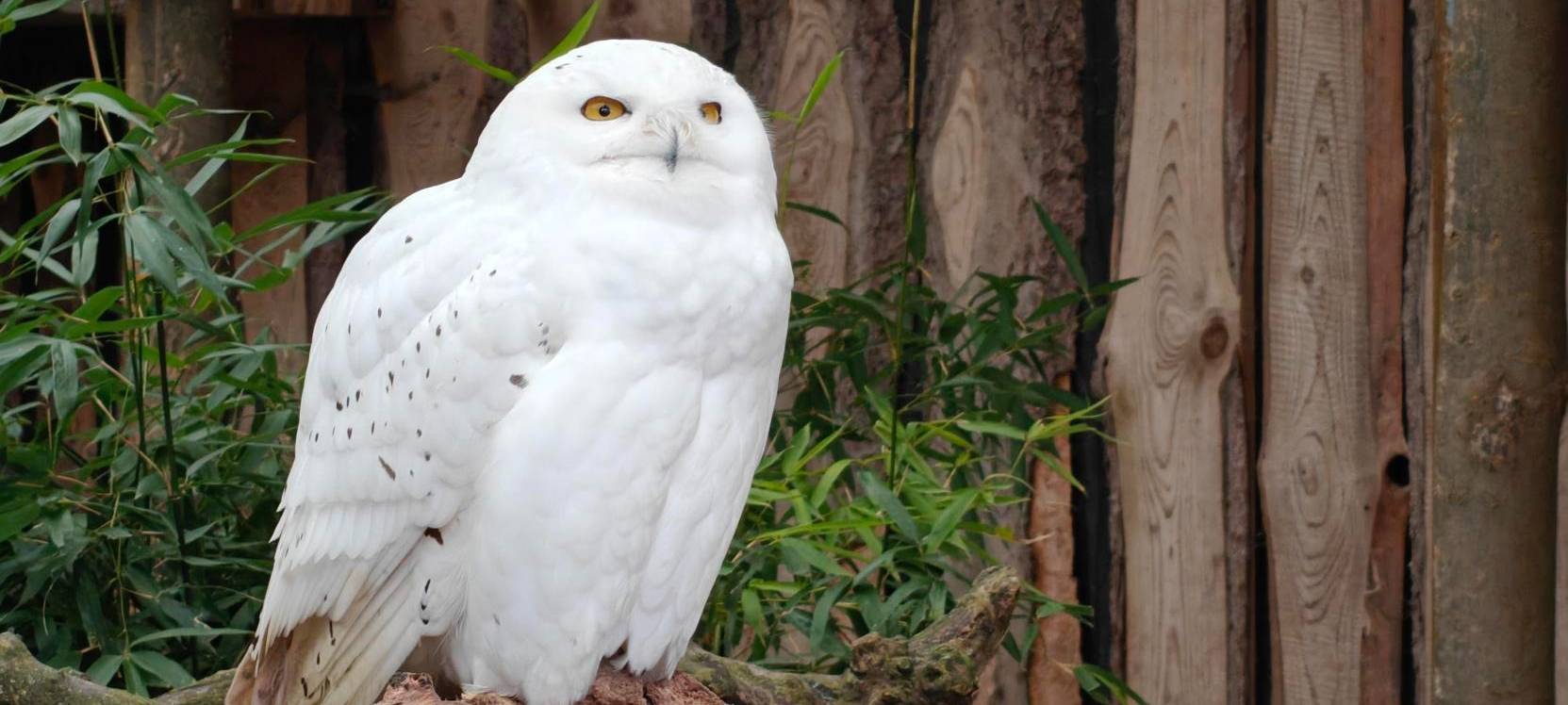 Geflügelpest: Schutz- und Überwachungszonen in Hamm