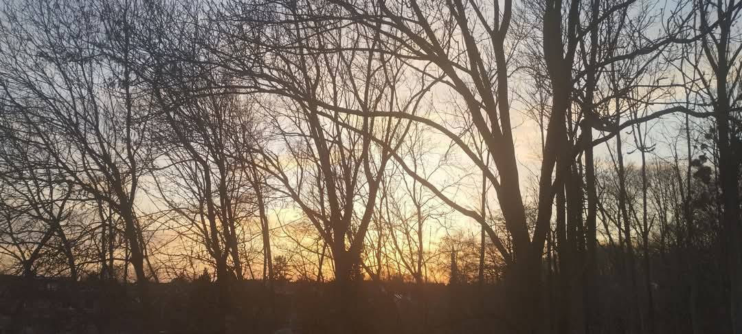 Hamm-Heessen: 53 Bäume am Kappenbusch werden gefällt