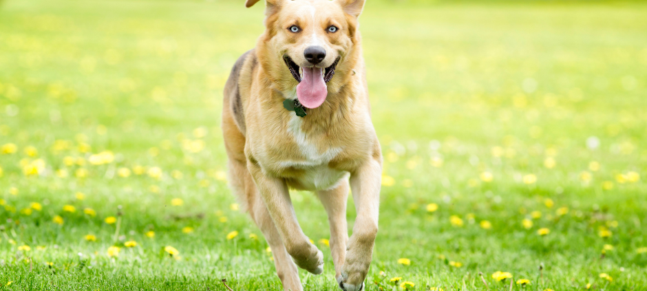 Hundeauslaufflächen in Hamm werden eingezäunt